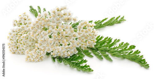 White yarrow flowers with green leaves isolated on white