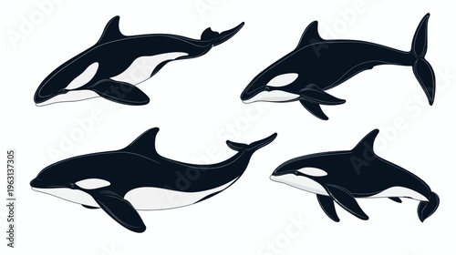 Four black and white illustrations of orca whales in different poses on a white background