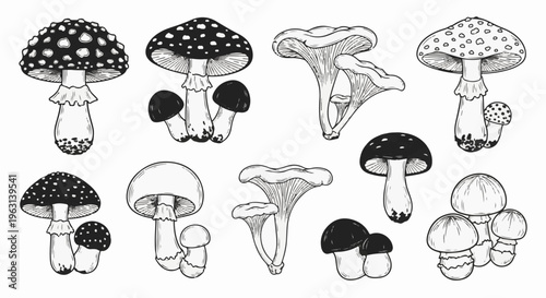 Diverse variety of detailed, hand-drawn mushroom illustrations
