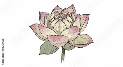 Delicate pink and pale yellow lotus flower, watercolor and ink