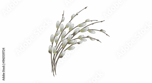 Delicate pussy willow branches with soft, grey catkins against a white background