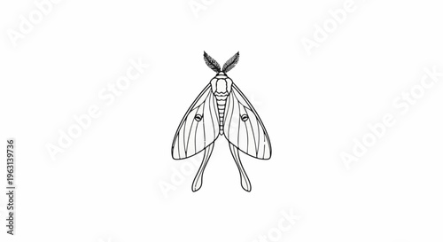 Delicate sketch of a moth with feathery antennae and long tails