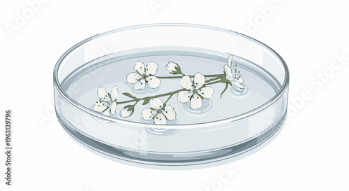 Delicate white blossoms float on the surface of clear water in a glass petri dish