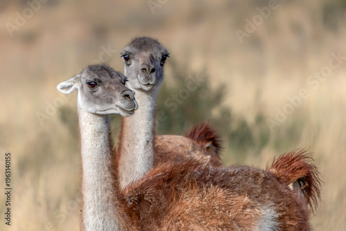 Foto Portrait of two Guanaco (Lama guanicoe)