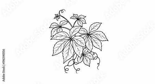 Delicate black and white illustration of a climbing plant with serrated leaves and tendrils