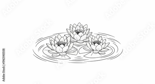 Delicate ink sketch of three open water lilies floating on calm water