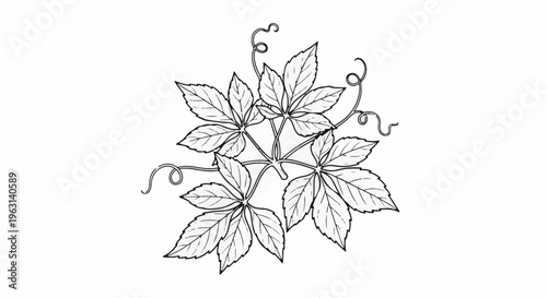 Delicate line art depicts a cluster of five-lobed leaves and curling tendrils