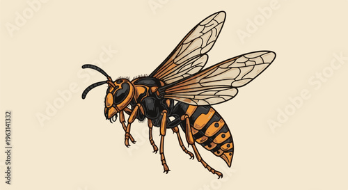Detailed illustration of a large hornet with black and orange markings, wings outstretched