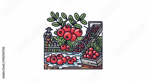 Farmer harvesting cranberries from a bog with sorting conveyor