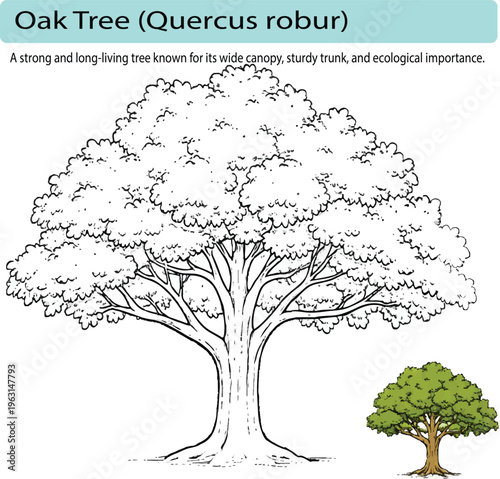 A minimal realistic line art illustration of an oak tree with a wide canopy and strong trunk, created using clean vector lines and consistent stroke weight. The composition is centered and balanced, w