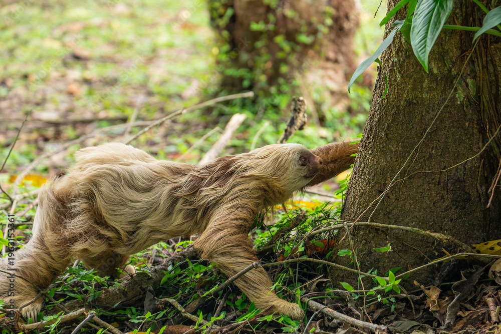 Naklejka premium two toed sloth (Choloepus didactylus) rarely walking and crawling on the ground, heading to a tree. Puerto Viejo, Caribbean, Costa Rica.