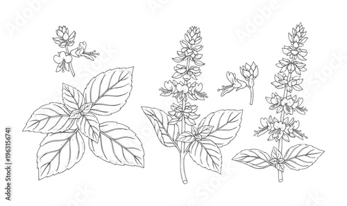 Black and white line of basil plant leaves and flowers herb