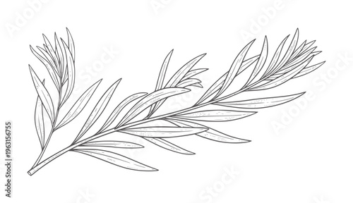 Black and white line of a rosemary sprig with delicate leaves herb plant botanical
