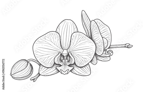 Black and white of a blooming orchid with a bud flower botanical