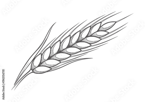 Black and white of a single wheat stalk grain cereal agriculture