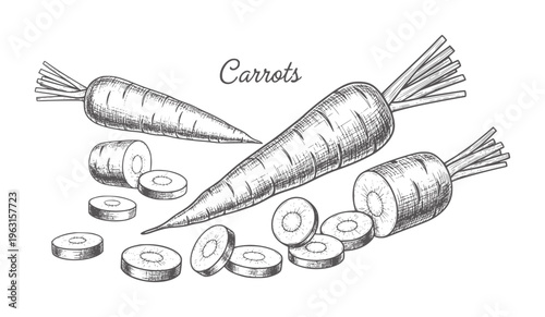 Hand drawn of whole and sliced carrots white vegetable food healthy