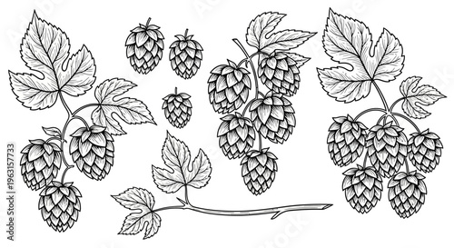 Vintage illustration of hop cones and leaves, ideal for brewing or botanical designs