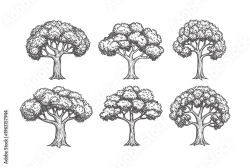 Six hand drawn deciduous trees with bark and foliage