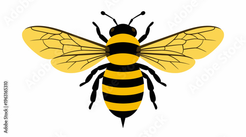 Detailed top-down illustration of a yellow and black striped bee with transparent wings and antennae on a white background.