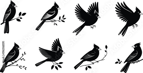 Vector illustration of cardinal bird silhouettes perched on branches and flying in various poses, perfect for wildlife, nature, and design projects.