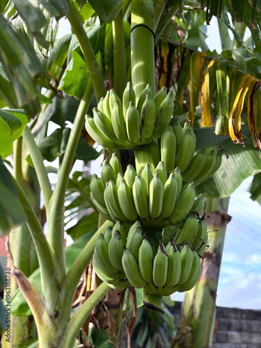 bunch of bananas on tree, Southeast Asia 