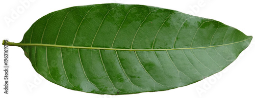 Nature's Green Embrace: A close-up shot of a vibrant, verdant leaf, showcasing intricate details of nature's design.