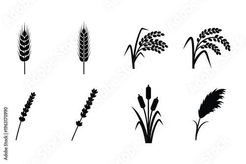 Cereal grains and plants silhouette vector collection