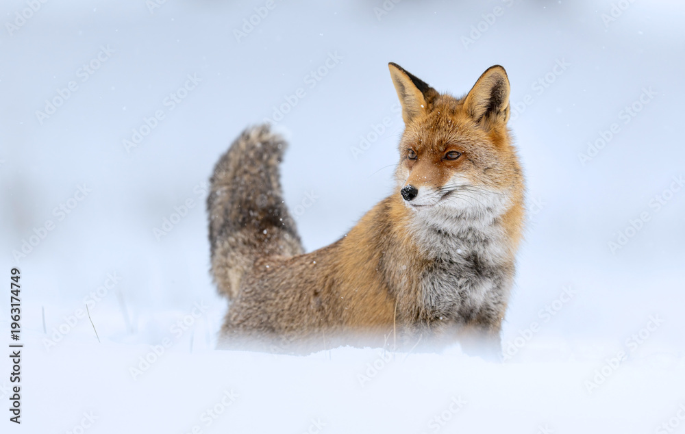 Fototapeta premium Red fox ( Vulpes vulpes ) in winter scenery