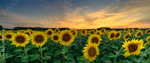 Beautiful sunset over sunflowers field