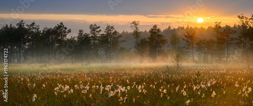 Fotografía Sunny morning on peat bog full of cottongrass