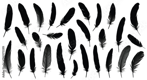 Collection of assorted black feathers displayed in a scattered arrangement