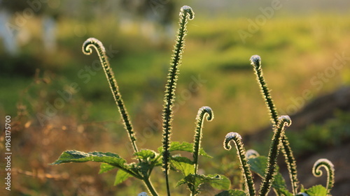 Tableau sur toile Wild plant with curled flowers in warm golden hour light