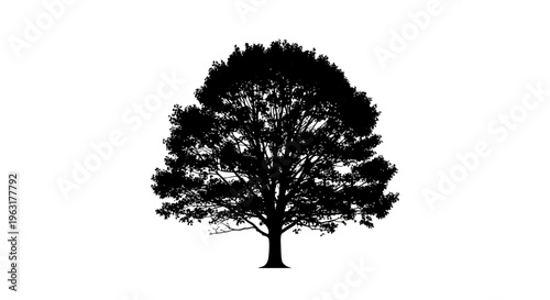 Tree Silhouette on White Background
