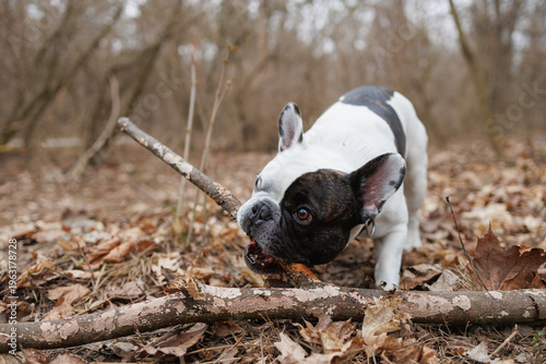 French bulldog gnawing wooden branch in park 