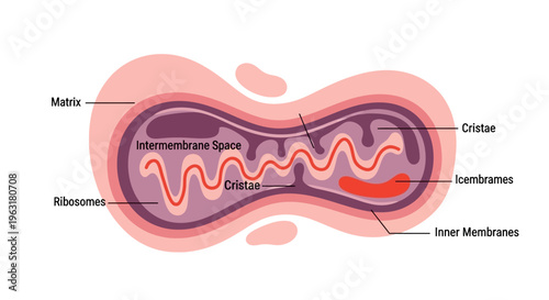 Diagram illustrating the structure of a mitochondrion, highlighting its internal components like cristae, matrix, and intermembrane space.