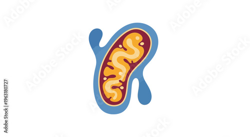 Illustration of a mitochondrion, the powerhouse of the cell, with its characteristic inner folds and outer membrane.