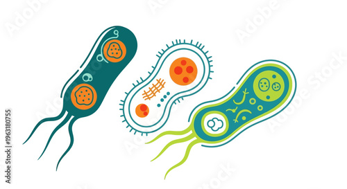 Three stylized illustrations of bacteria, showcasing their internal structures and flagella for movement, against a white background.