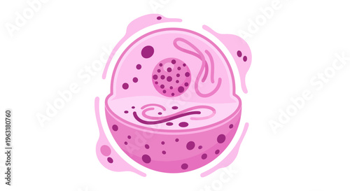 A detailed illustration of a pink animal cell, showcasing its internal organelles and structures within a protective membrane.