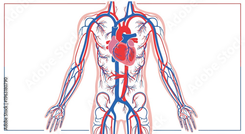 Anatomical illustration of the human circulatory system, showcasing the heart, arteries, and veins throughout the body.