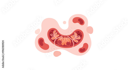 Illustration of a neutrophil, a type of white blood cell, showing its segmented nucleus and granular cytoplasm.