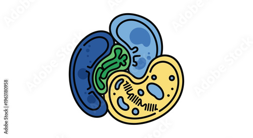 Illustration of a mitochondrion, a chloroplast, and a nucleus, representing key organelles within a cell.