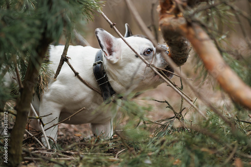 Canvastavla French bulldog gnawing tree branch in spring park