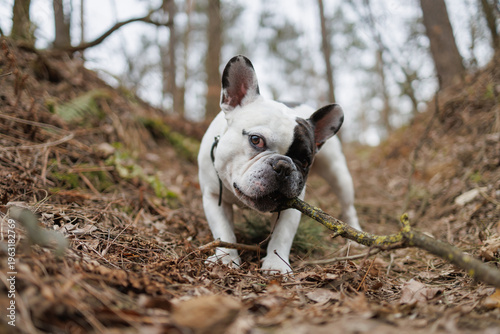 Billede på lærred Portrait of french bulldog gnawing tree branch in forest