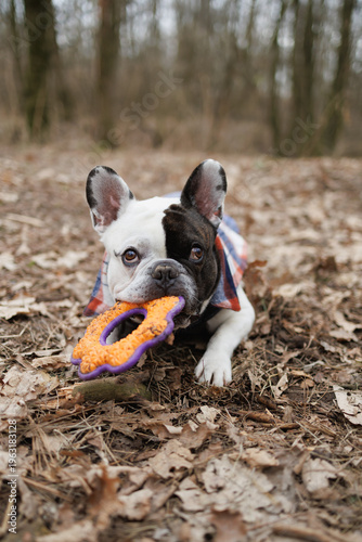 Obraz na plátně French bulldog in vest gnawing toy on ground in forest