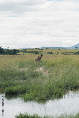 こちらを向いているトピ