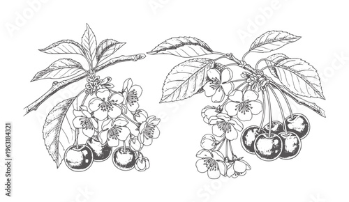 Black and white of cherry branches with blossoms and ripe fruit leaf