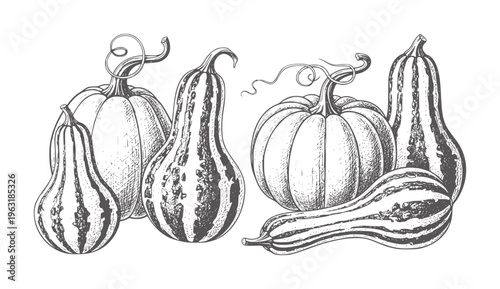Hand drawn of assorted gourds and pumpkins with swirling vines squash autumn harvest