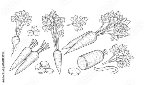 Hand drawn of carrots with leafy tops and sliced pieces vegetable food organic fresh