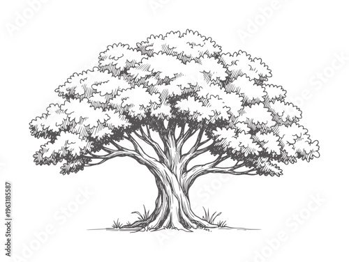 Of a large deciduous tree with thick trunk and dense foliage branches leaves