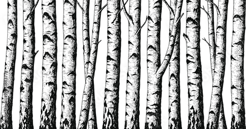 Birch tree trunks collection, forest bark texture illustration, black and white woodland elements, natural pattern, cad drawing flat vector illustration